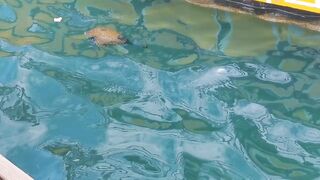 морская рыбалка в sharmelsheikh где точка и как не промахнуться по времени