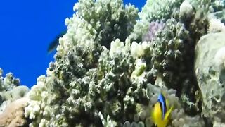 Шарм эль Шейх ловля и дайвинг в одном дне что смотреть под водой