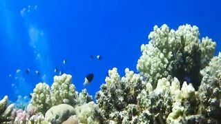 Шарм эль Шейх ловля и дайвинг в одном дне что смотреть под водой