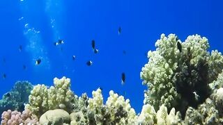 Шарм эль Шейх ловля и дайвинг в одном дне что смотреть под водой