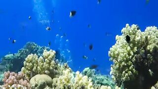 Шарм эль Шейх ловля и дайвинг в одном дне что смотреть под водой