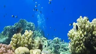 Шарм эль Шейх ловля и дайвинг в одном дне что смотреть под водой