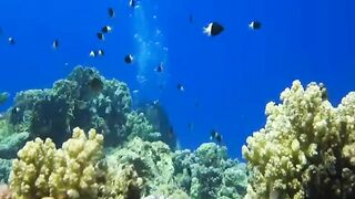 Шарм эль Шейх ловля и дайвинг в одном дне что смотреть под водой