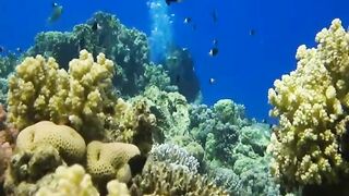 Шарм эль Шейх ловля и дайвинг в одном дне что смотреть под водой