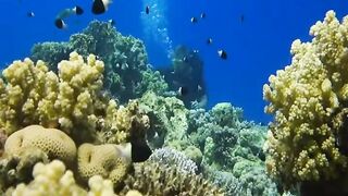 Шарм эль Шейх ловля и дайвинг в одном дне что смотреть под водой