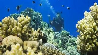 Шарм эль Шейх ловля и дайвинг в одном дне что смотреть под водой