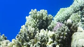 Шарм эль Шейх ловля и дайвинг в одном дне что смотреть под водой