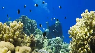 Шарм эль Шейх ловля и дайвинг в одном дне что смотреть под водой