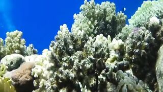 Шарм эль Шейх ловля и дайвинг в одном дне что смотреть под водой