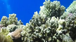 Шарм эль Шейх ловля и дайвинг в одном дне что смотреть под водой