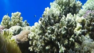 Шарм эль Шейх ловля и дайвинг в одном дне что смотреть под водой