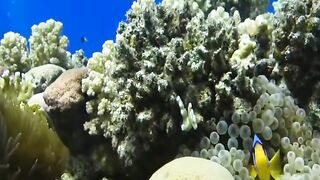 Шарм эль Шейх ловля и дайвинг в одном дне что смотреть под водой