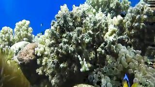 Шарм эль Шейх ловля и дайвинг в одном дне что смотреть под водой