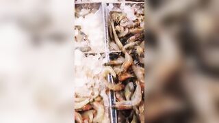 морская рыбалка в Шарм-эль-Шейх стоит ли выходить в море и когда клев?