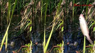 Sri Lanka Шри Ланка рыбалка на озере ловим pethiya на крючок и держим темп