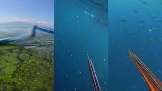 Bali/Бали сотни yellowfin tuna и подводная охота где такая стая?