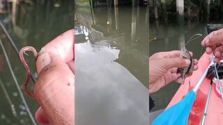 Bali (Бали) mangrove jack с берега как удержать рыбу в корягах и не слить