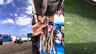 Casablanca/الدارالبيضاء порт и рыбный рынок Morocco/Марокко шум причала