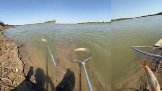 Сазан на пять с половиной килограмм - спокойная борьба на лёгком карповике