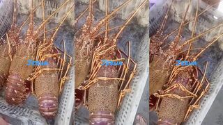 Casablanca и Agadir один ролик без смысла где тут море и где добыча