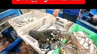 كفاح البحار: улов дня в الدار البيضاء (Casablanca) и что там берет у берега