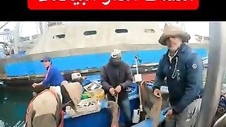 كفاح البحار: улов дня в الدار البيضاء (Casablanca) и что там берет у берега