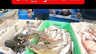 كفاح البحار: улов дня в الدار البيضاء (Casablanca) и что там берет у берега