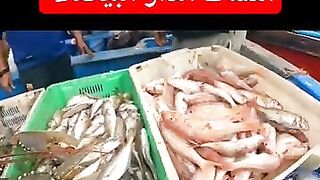 كفاح البحار: улов дня в الدار البيضاء (Casablanca) и что там берет у берега