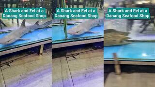 Danang/Дананг акула и угорь в магазине морепродуктов что это за виды?