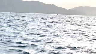 Câu Cá Nóc: самодельный rường to и ловля ради заработка каждый день