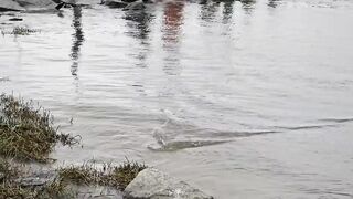 Phu Loc/Phú Lộc, кефаль у каменной косы в устье реки Da Nang/Дананг