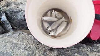 Phu Loc/Phú Lộc, кефаль у каменной косы в устье реки Da Nang/Дананг