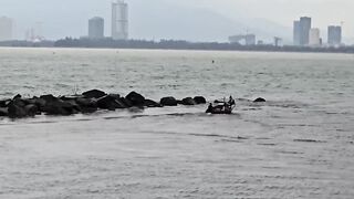 Phu Loc/Phú Lộc, кефаль у каменной косы в устье реки Da Nang/Дананг