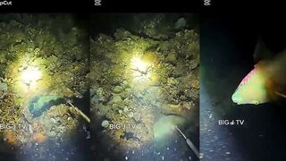 Night dive spear fishing : Philippines: countryside adventures