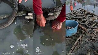 Isdang Samaral paksiw с mantika что за рыба и почему так хвалят?