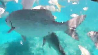 Varadero snorkeling fun!