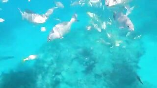 Varadero snorkeling fun!