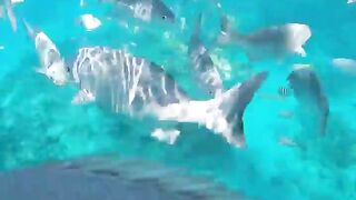 Varadero snorkeling fun!