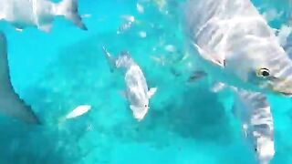 Varadero snorkeling fun!