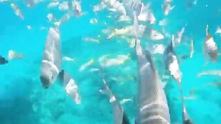Varadero snorkeling fun!