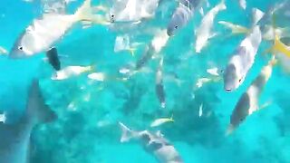 Varadero snorkeling fun!
