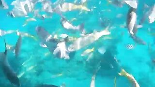 Varadero snorkeling fun!