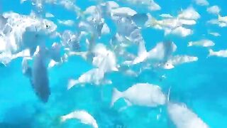 Varadero snorkeling fun!