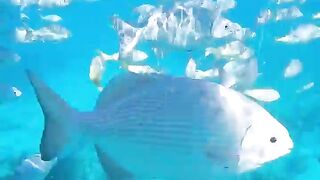 Varadero snorkeling fun!