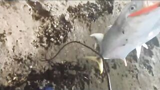 морская рыбалка в Varadero: Caranx и барракуда с берега Cuba 2021