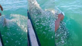 Varadero Cuba самая большая добыча сардин как удержать стаю у берега