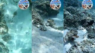 Rascacio. Varadero Underwater. #fishing #fish #pescasub #pez #pesca #Varadero #locovery