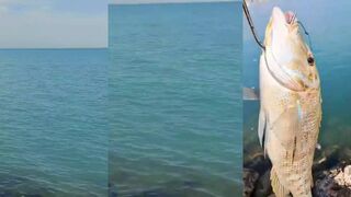 Bahrain (Бахрейн) البحرين морская рыбалка в Bahrain и где ловят у берега вечером