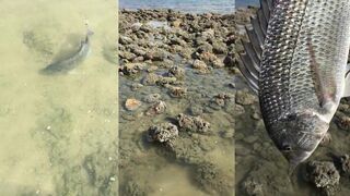 سبيطي حداق سيف что это за снасть и где ее применяют у берега