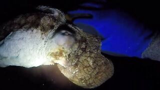 UMIKOT DINAKMA, PUMASOK DINOKOT